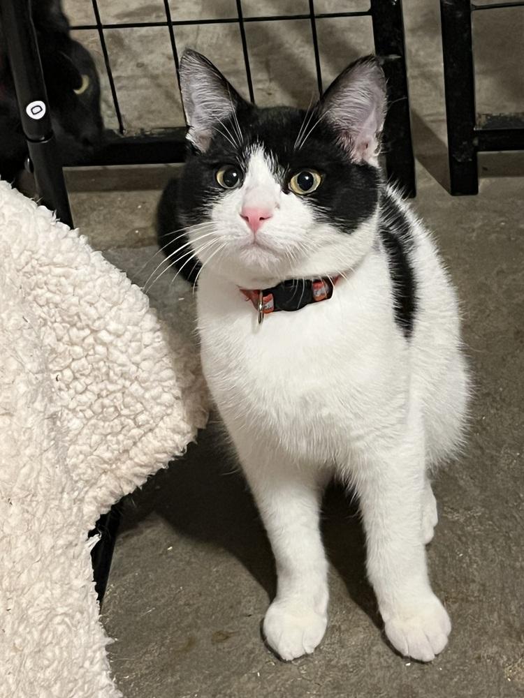 Enlarge Spooky (BONDED PAIR), a Adoptable Domestic Short Hair in Bolton, CT image 5/6