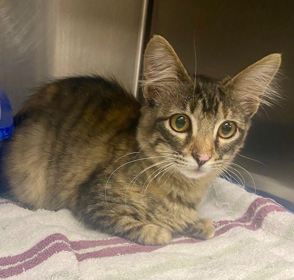 Nikki, Adopted, Young Female Domestic Medium Hair.