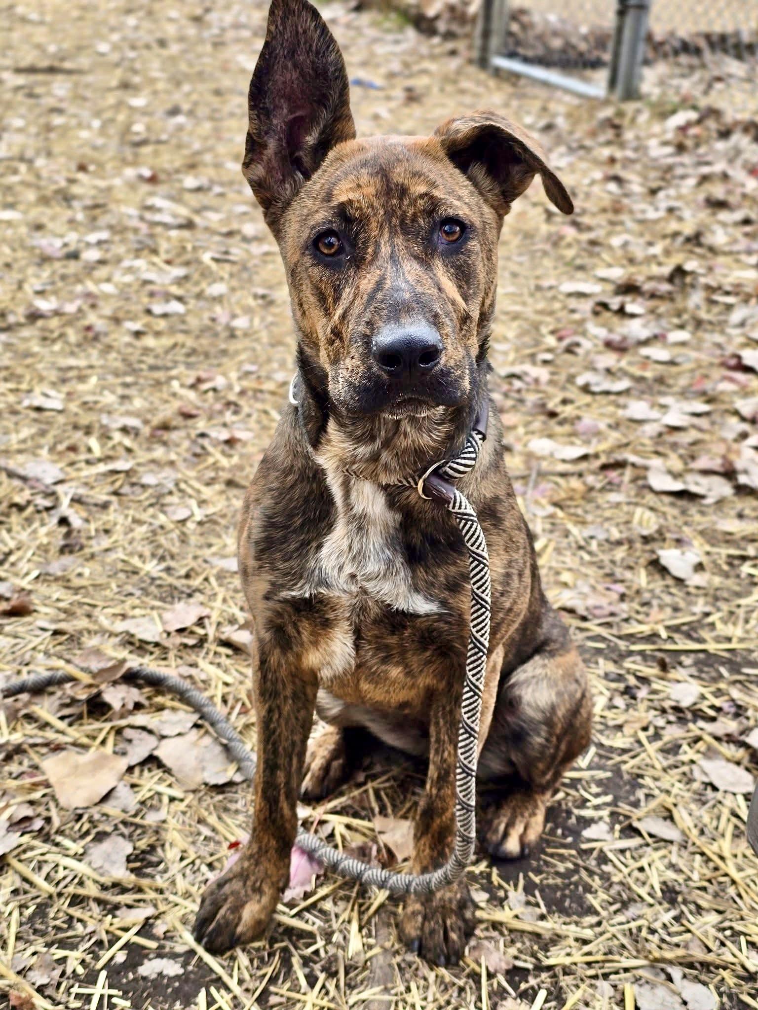 Jigsaw, ADOPTABLE, Adult Female Labrador Retriever.