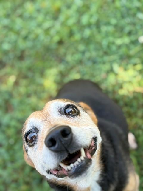 Enlarge Doris, a ADOPTABLE mixed breed in Fayetteville, AR image 4/4