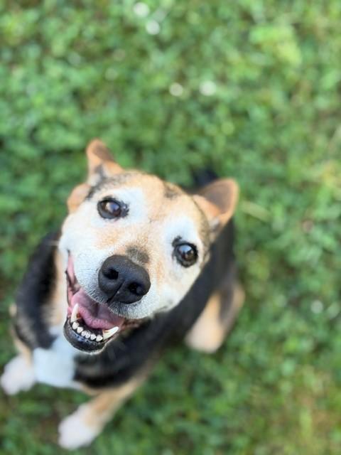 Doris, ADOPTABLE, Senior Female Australian Cattle Dog / Blue Heeler & Terrier.