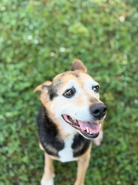 Enlarge Doris, a ADOPTABLE mixed breed in Fayetteville, AR image 2/4