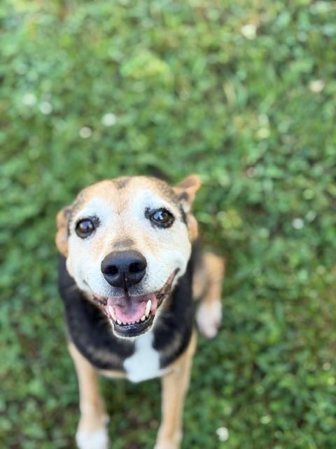 Enlarge Doris, a ADOPTABLE mixed breed in Fayetteville, AR image 3/4