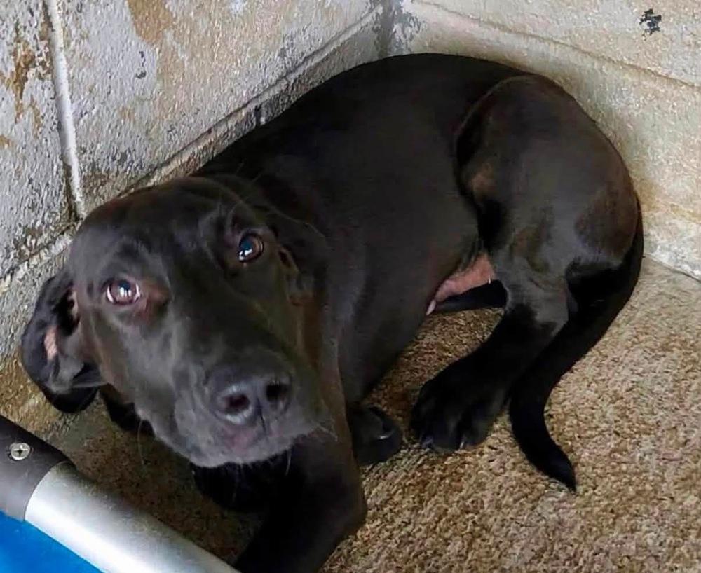 Raven, Adoptable, Young Male Labrador Retriever.