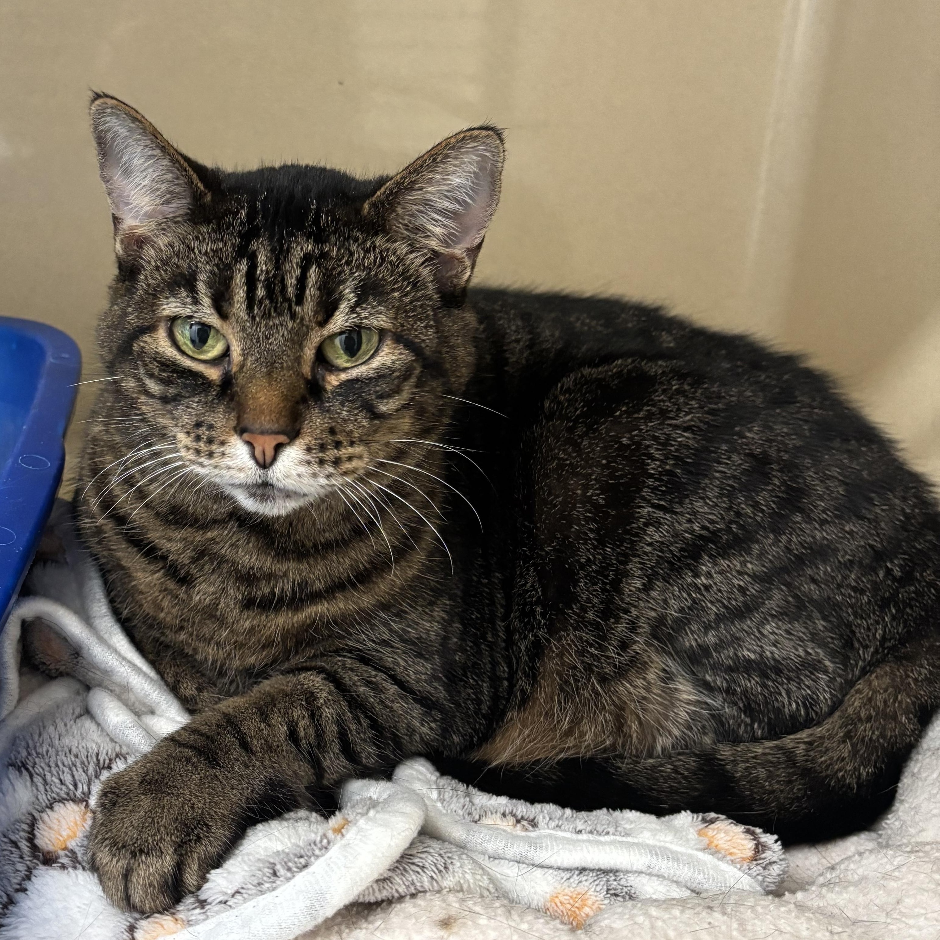 Molly, Adoptable, Senior Female Domestic Short Hair.