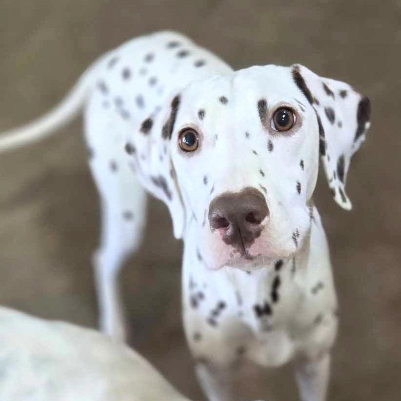 Enlarge Ree, a Adopted Dalmatian in Mounds, OK image 1/2