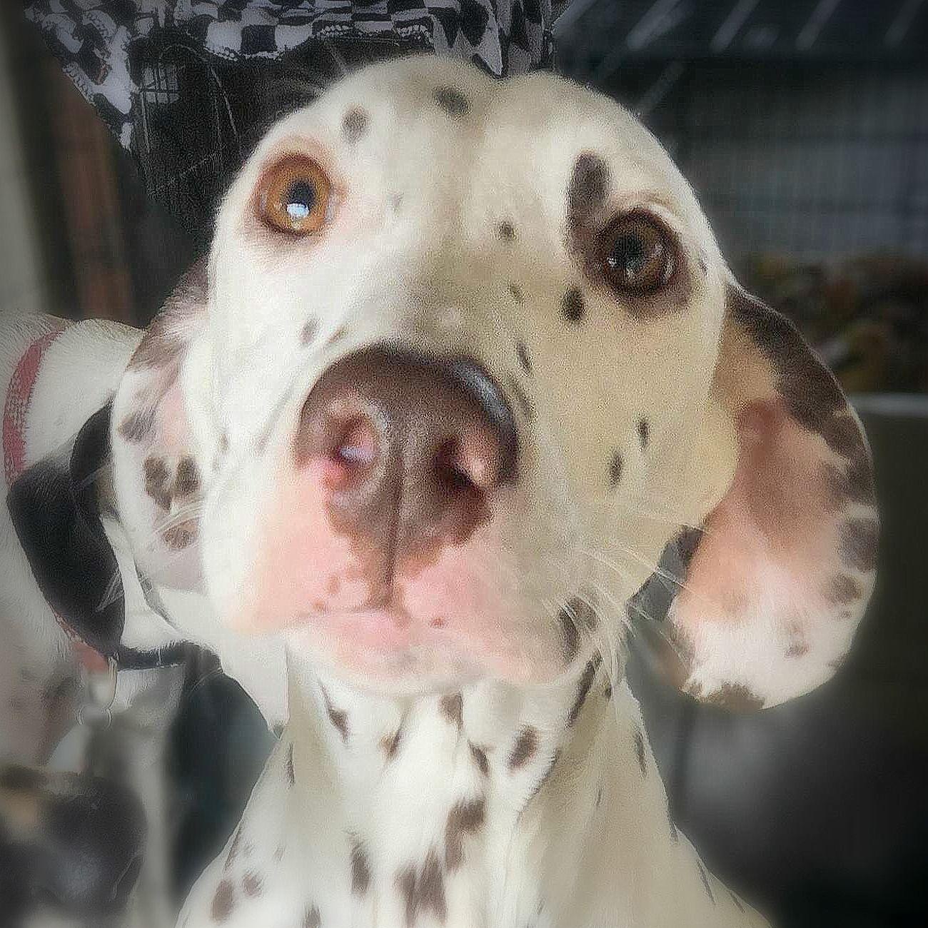 Enlarge Ree, a Adopted Dalmatian in Mounds, OK image 2/2