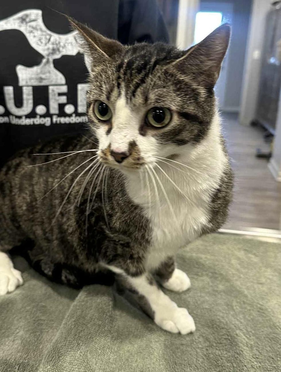 Christian, adopted, Adult Male Domestic Short Hair.