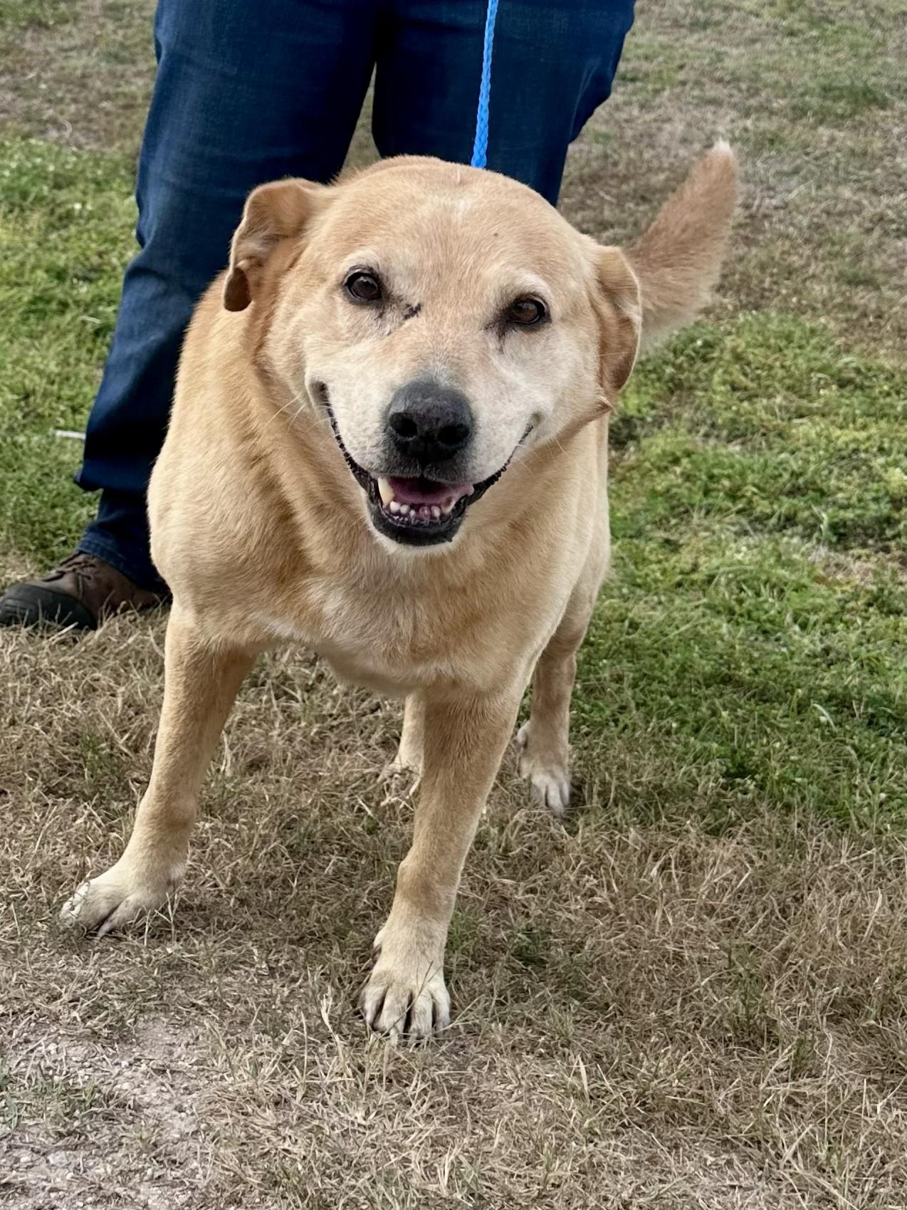 Enlarge Molly, an adopted mixed breed in Edna, TX image 1/1