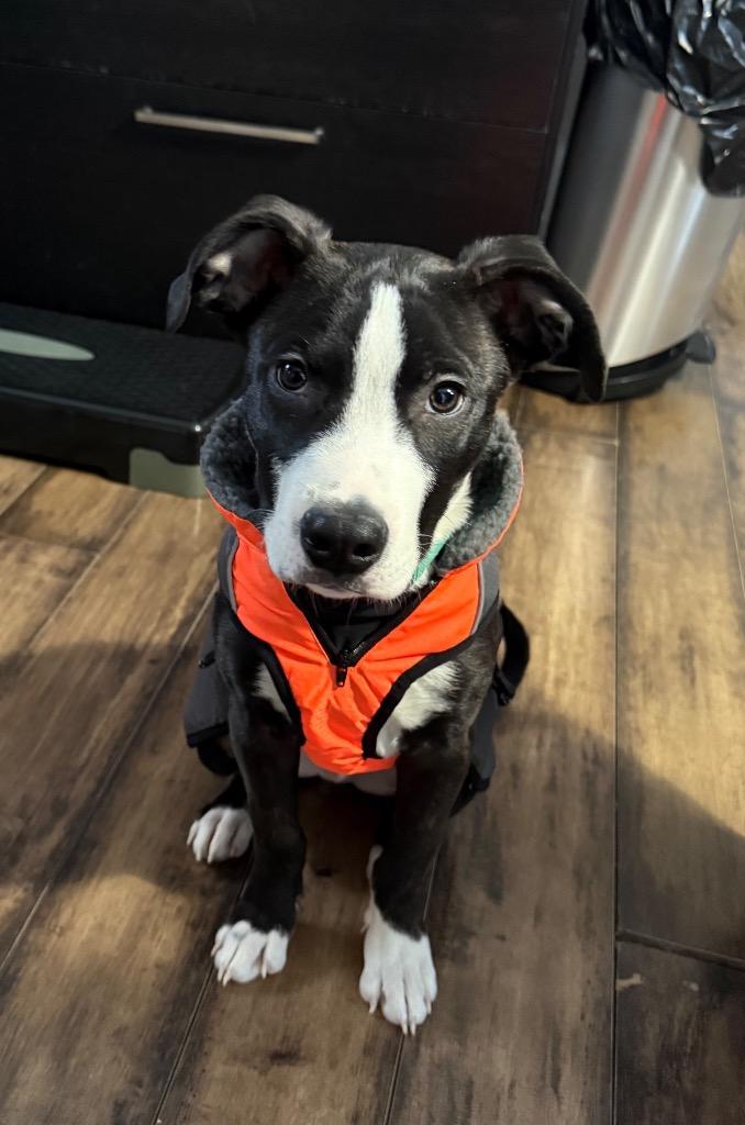 Miller, Adoptable, Puppy Male Pit Bull Terrier.