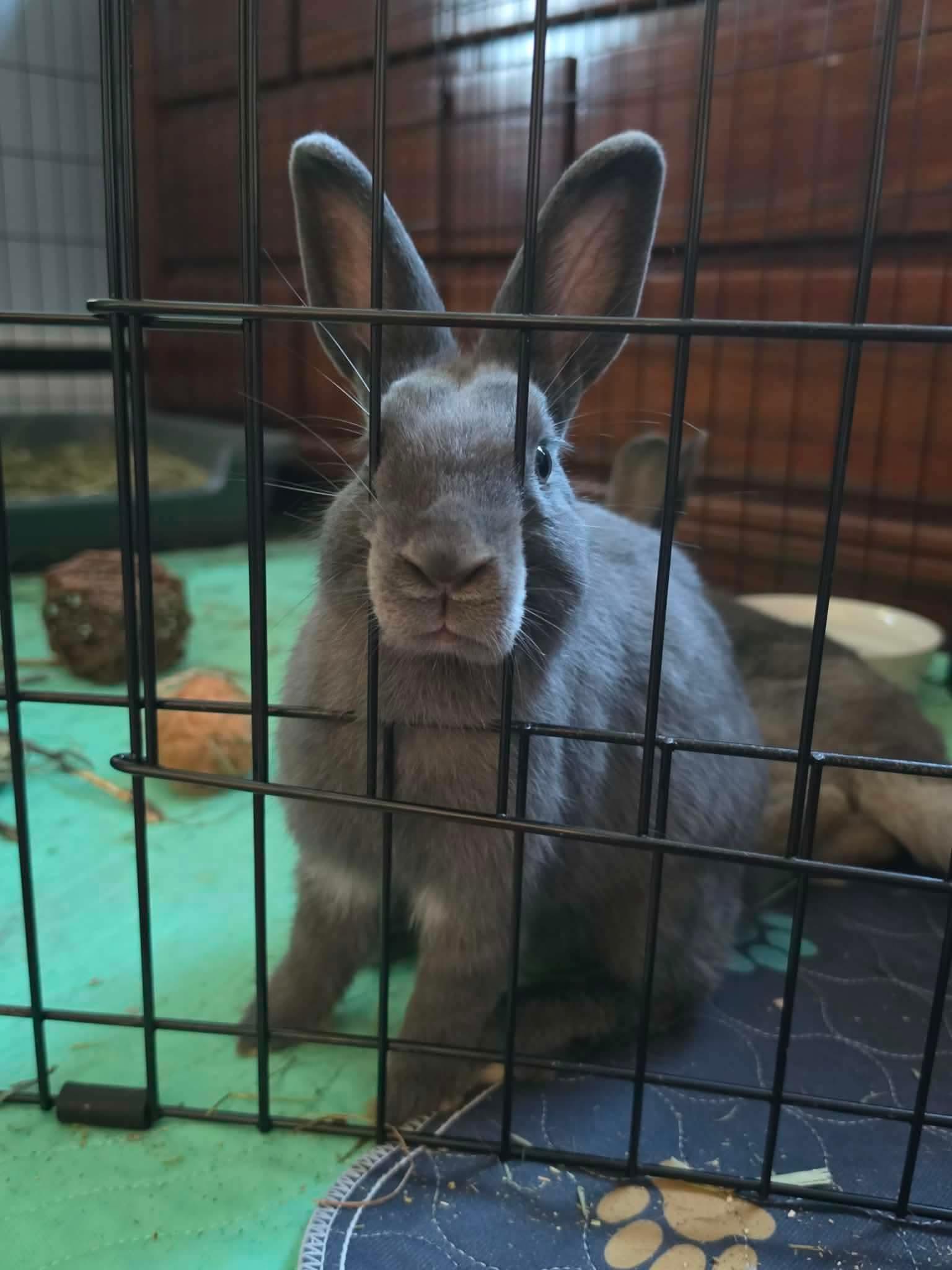 Bubbles (bonded with Blossom) photo