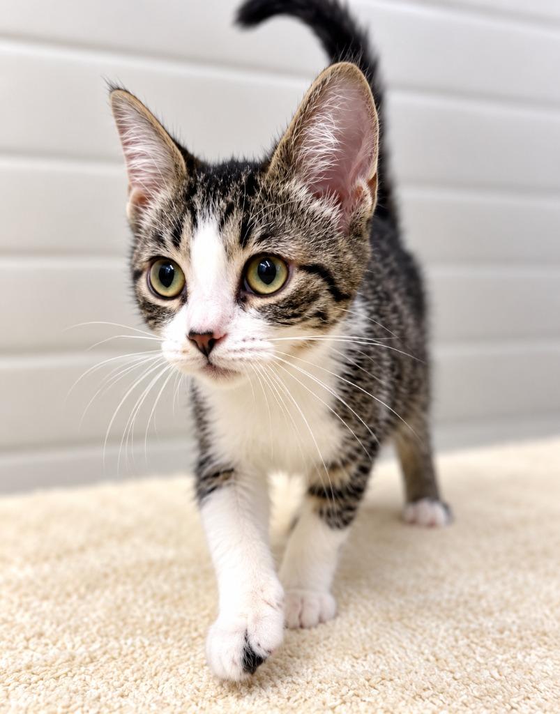 Lucy, Adoptable, Kitten Female Domestic Short Hair.