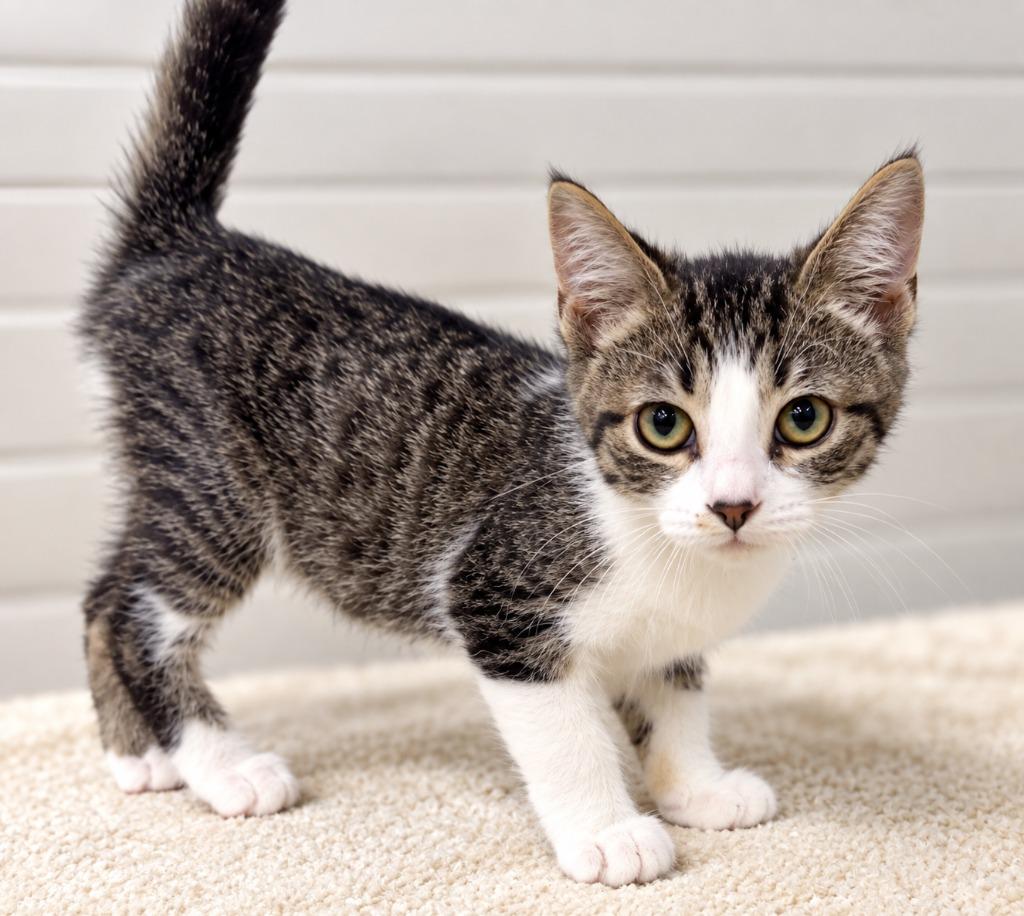 Enlarge Lucy, a Adoptable mixed breed in Lagrange, IN image 2/2