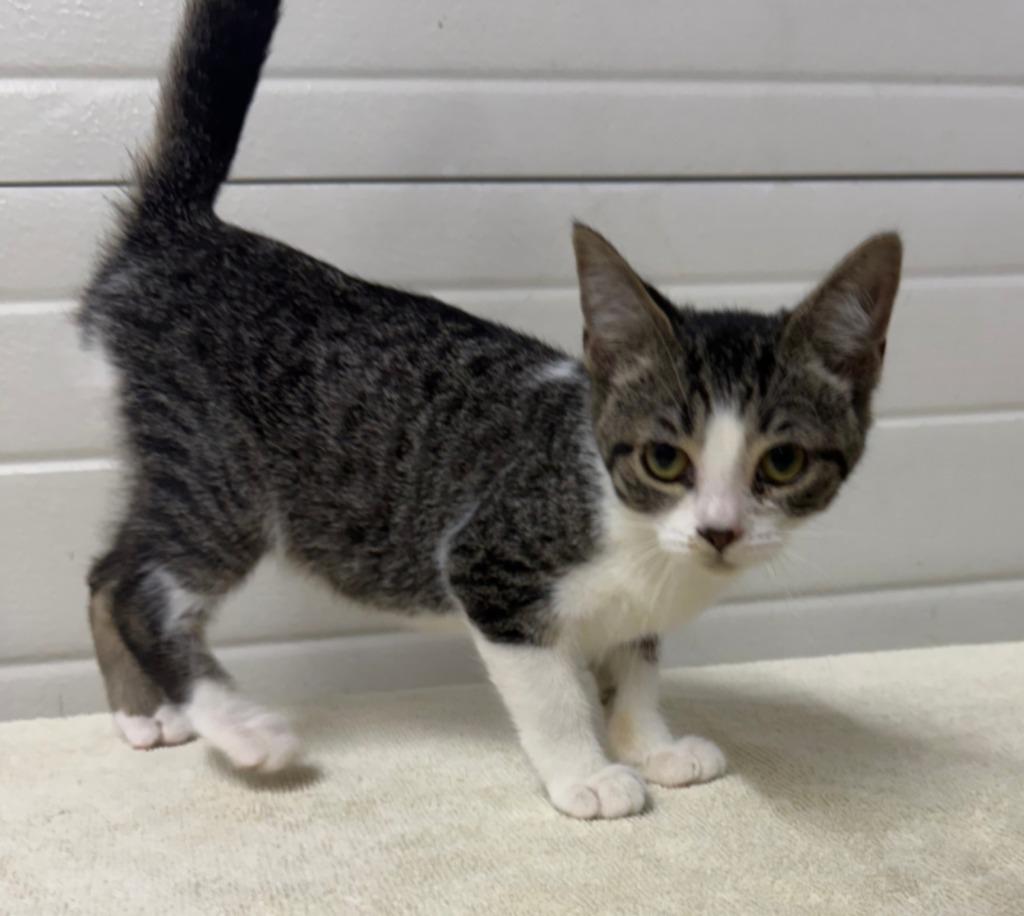 Enlarge Lucy, a Adoptable mixed breed in Lagrange, IN image 2/2