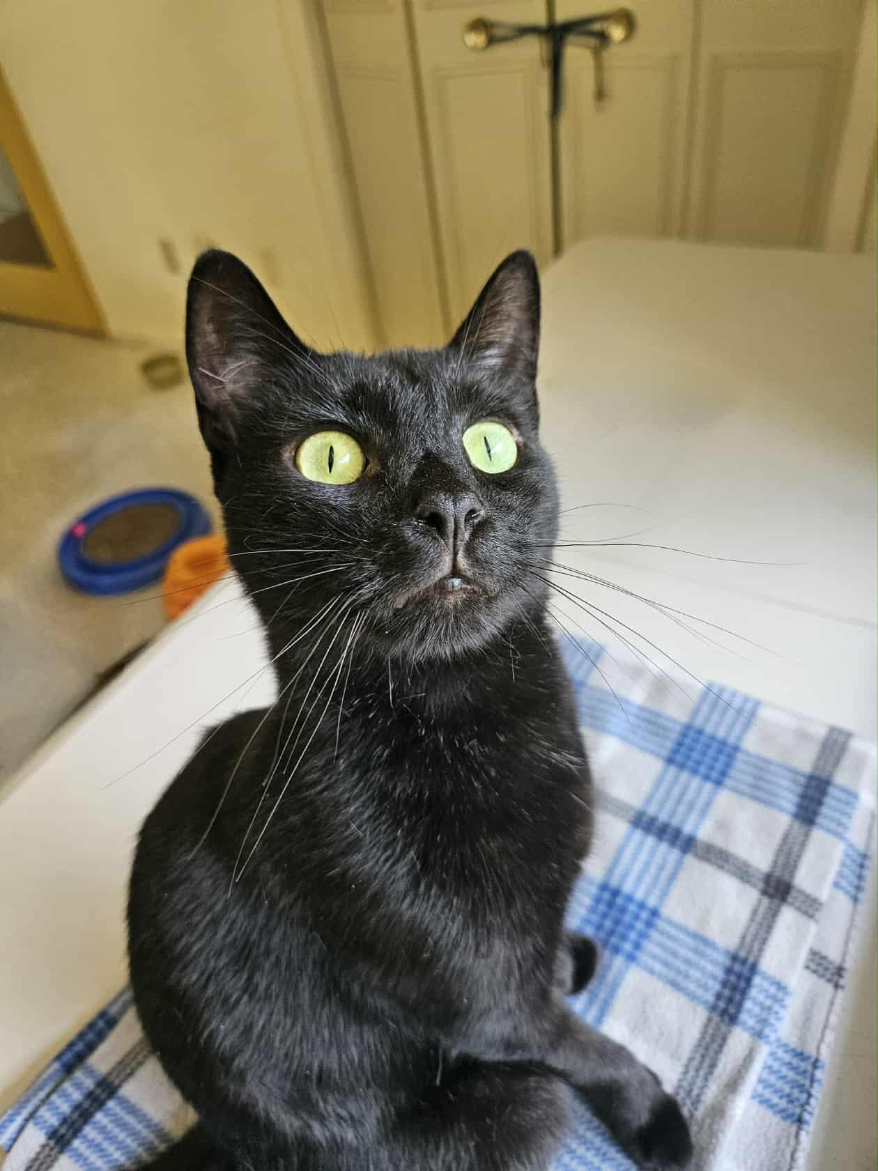 ECHO, a Adoptable American Shorthair in Crystal River, FL image 1/6