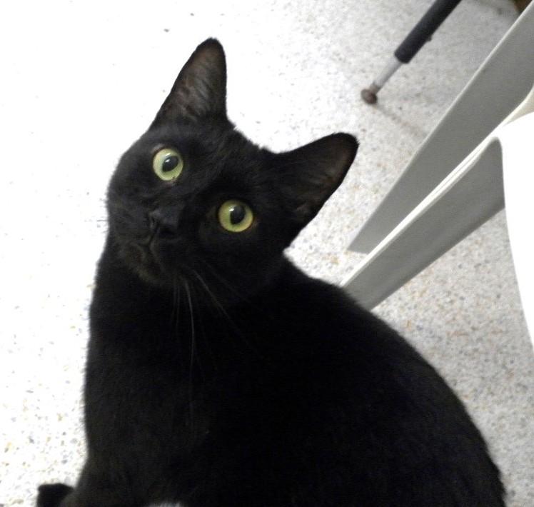 ECHO, a Adoptable American Shorthair in Crystal River, FL image 4/6