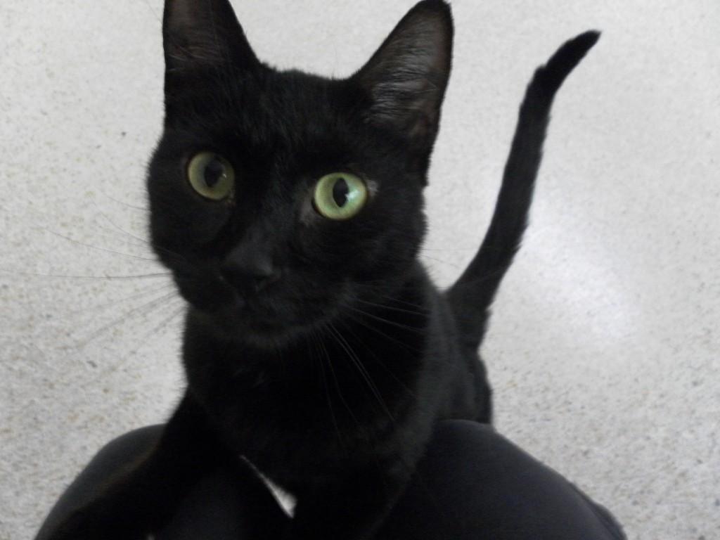 ECHO, a Adoptable American Shorthair in Crystal River, FL image 5/6