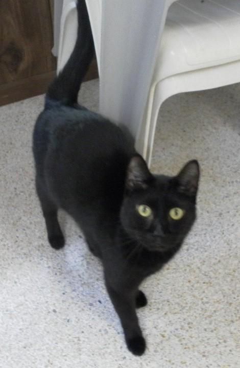 ECHO, Adoptable, Adult Male American Shorthair.