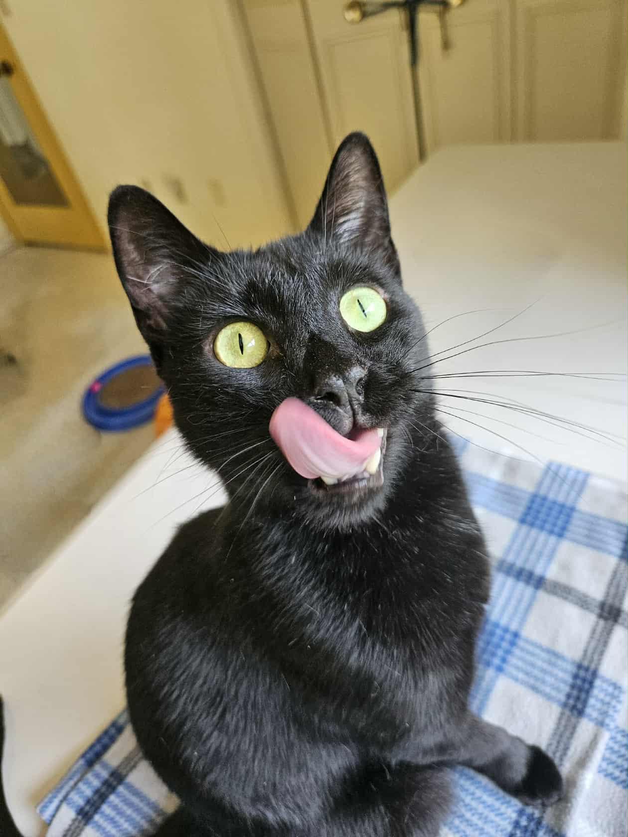 ECHO, a Adoptable American Shorthair in Crystal River, FL image 2/6