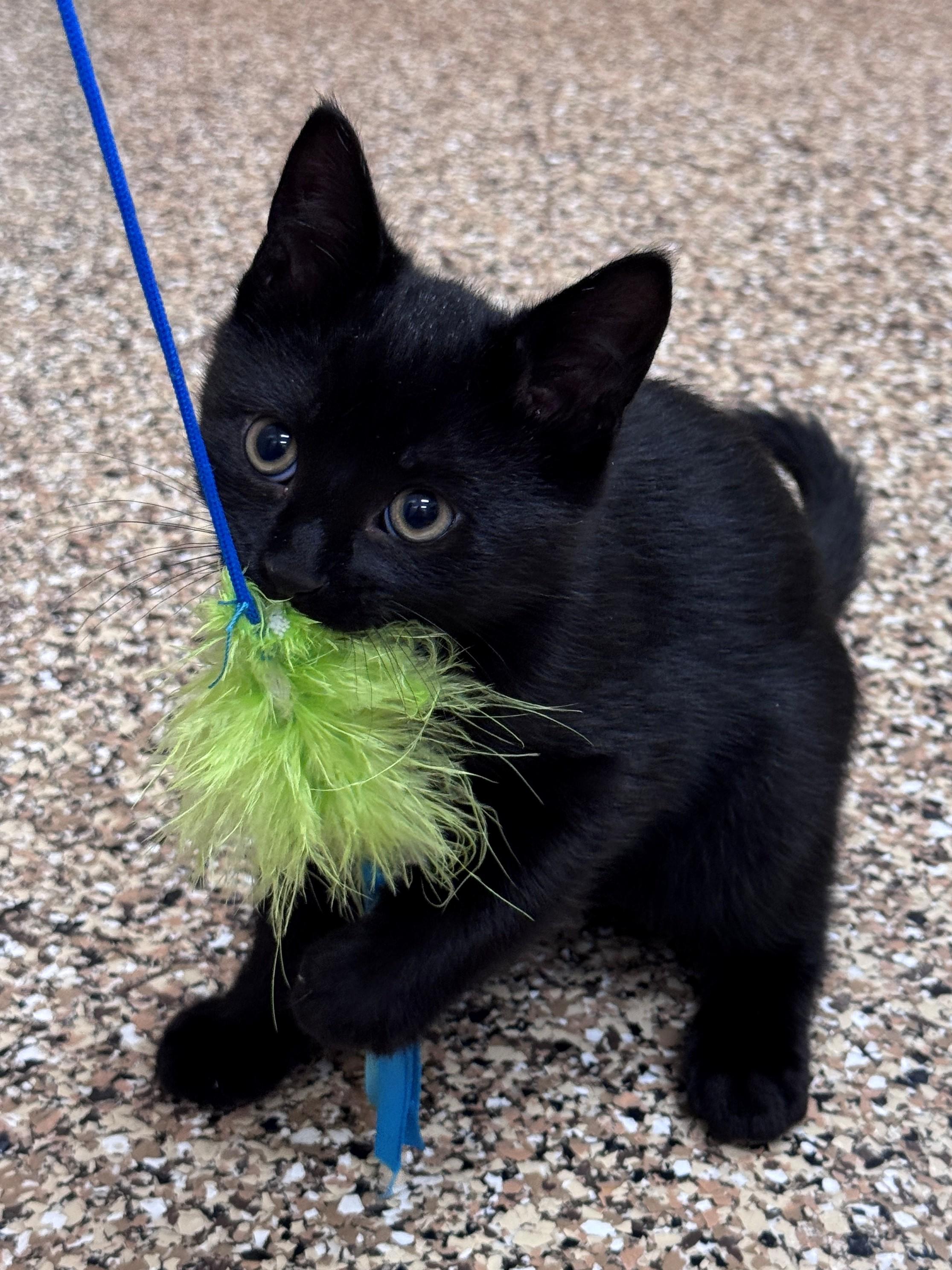 Winsor, Adopted, Kitten Male Domestic Short Hair.