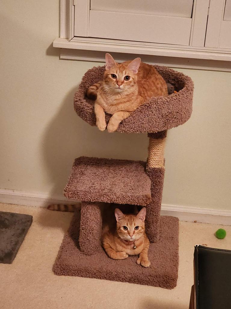 Enlarge Anna, a Adoptable mixed breed in Rome, GA image 2/4