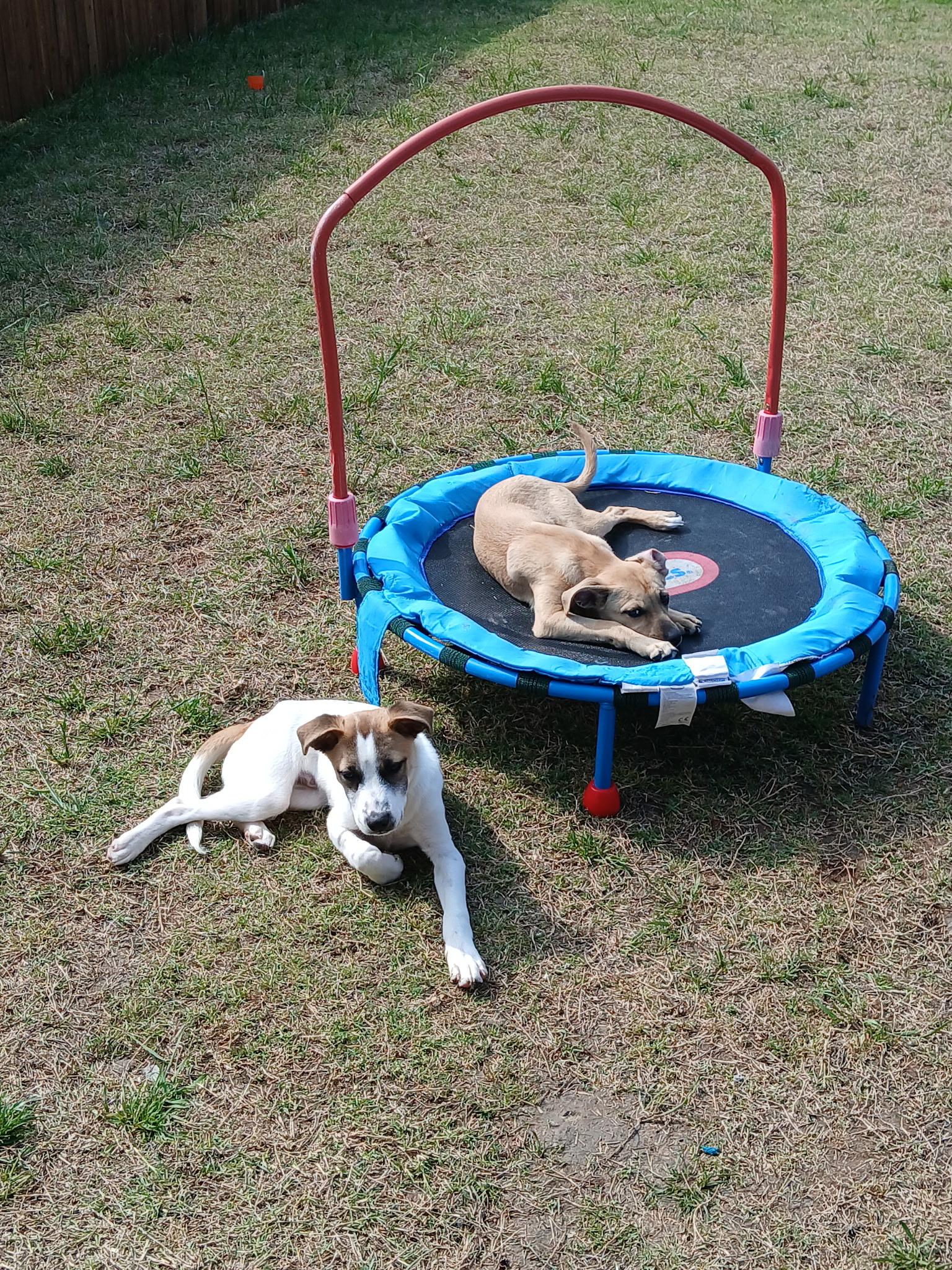 Enlarge Dorsett, a ADOPTABLE mixed breed in Plano, TX image 2/2