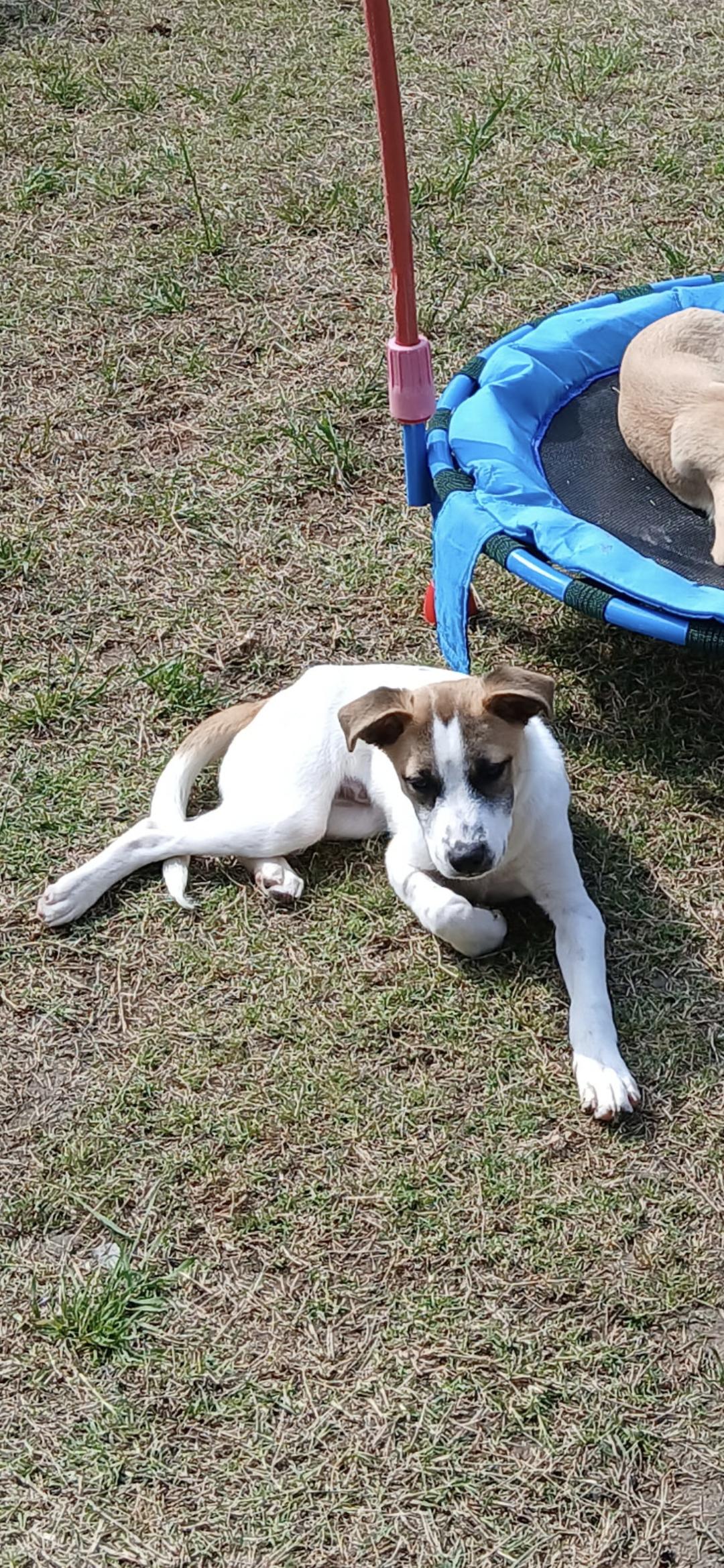 Enlarge Dorsett, a ADOPTABLE mixed breed in Plano, TX image 1/2