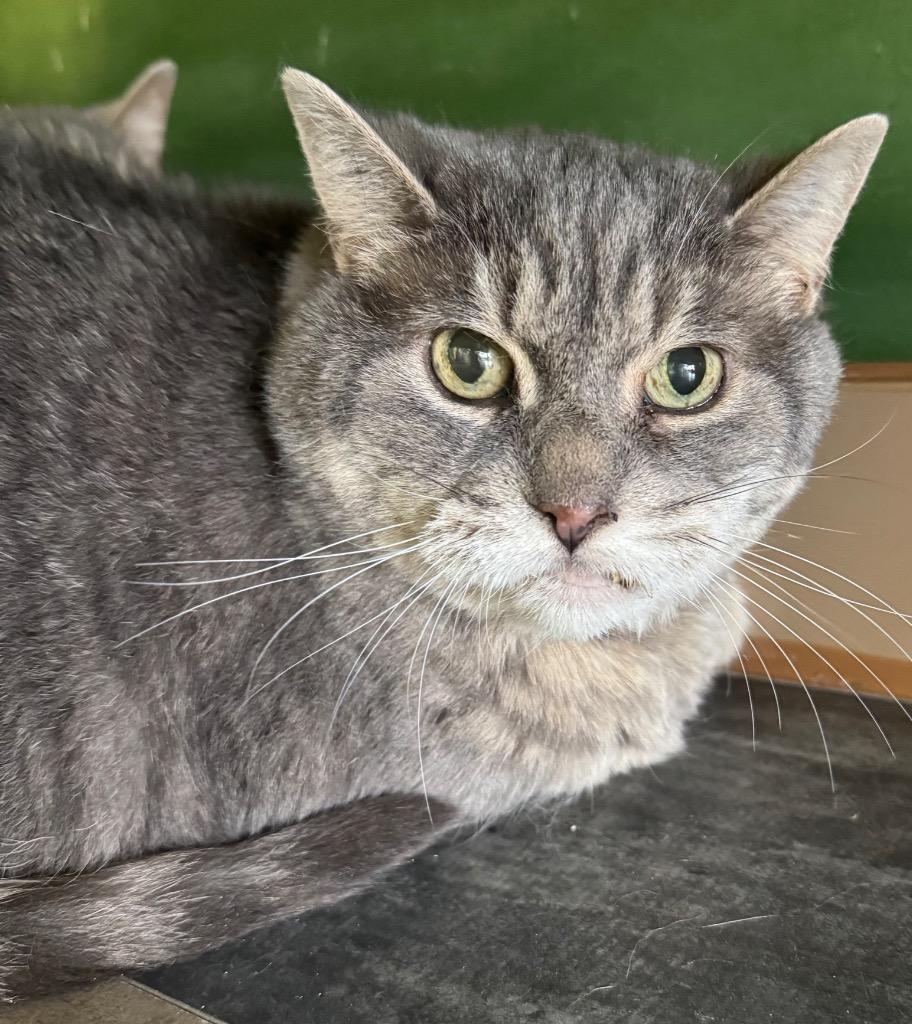 Ninette, Adoptable, Senior Female Domestic Short Hair.