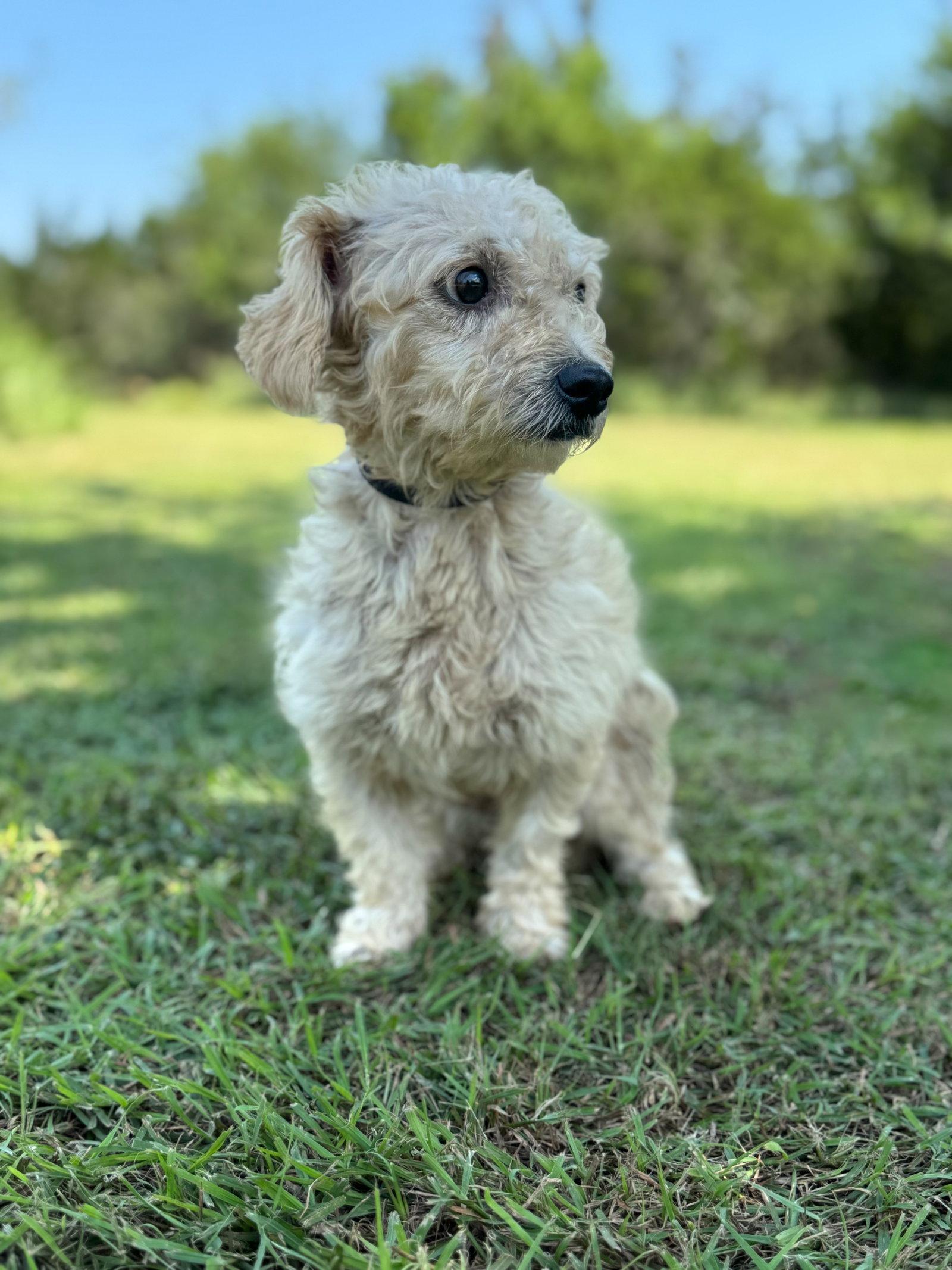 Ethan, Adoptable, Adult Male Terrier.