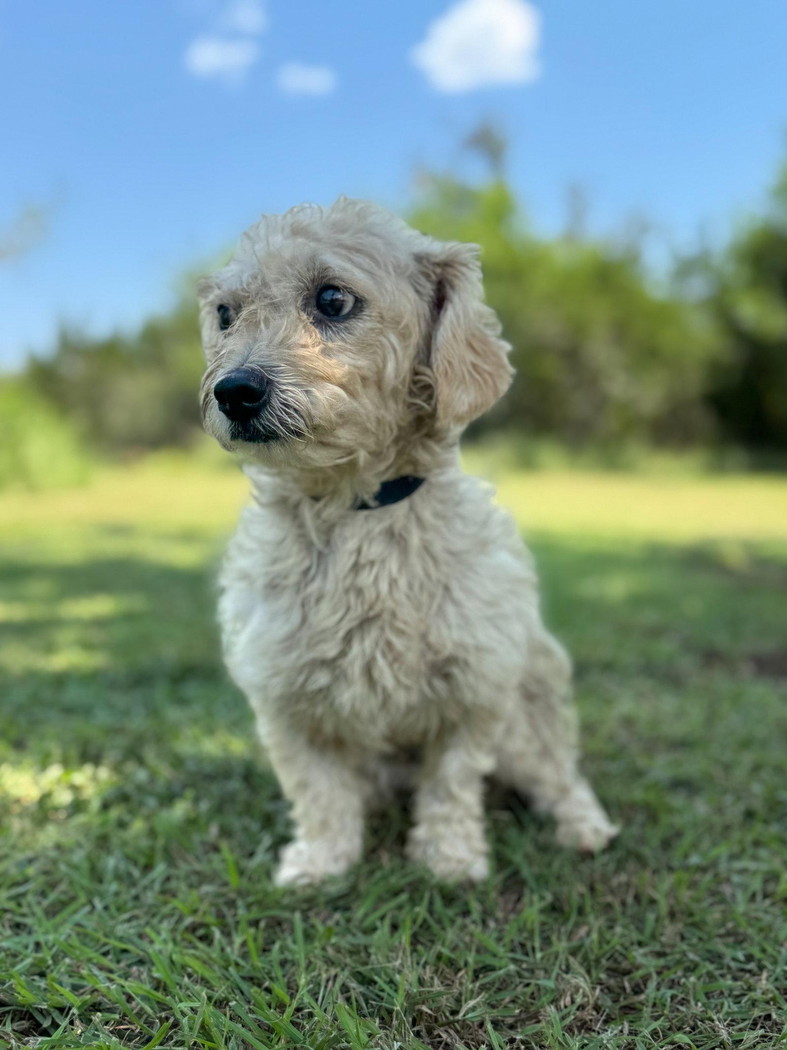 Enlarge Ethan, a Adoptable Terrier in Helotes, TX image 2/3