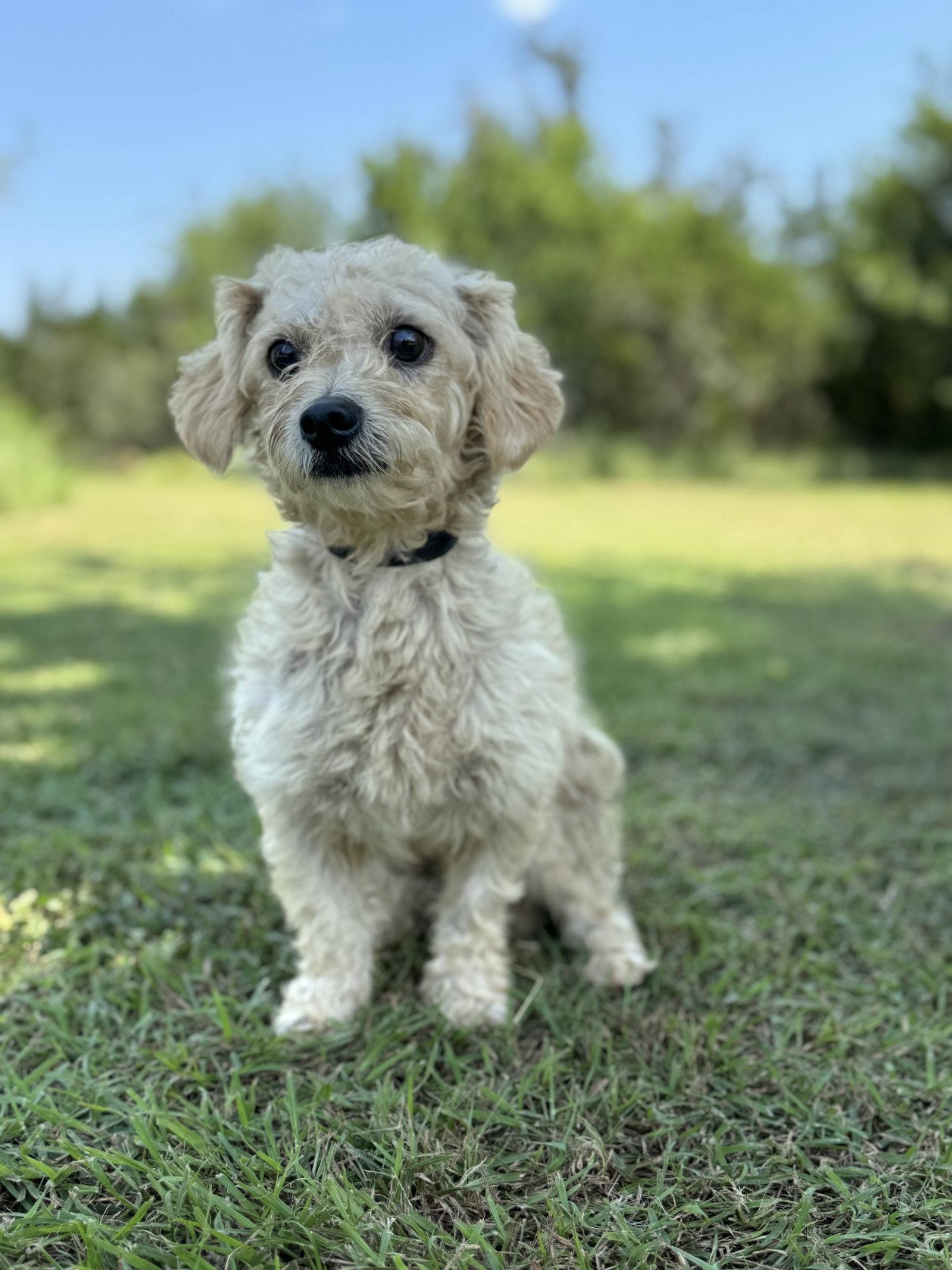 Enlarge Ethan, a Adoptable Terrier in Helotes, TX image 3/3