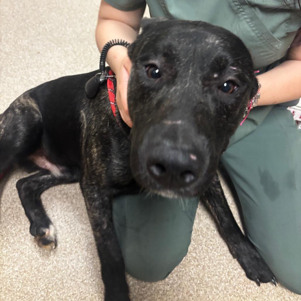 The Brain, Adoptable, Young Male Pit Bull Terrier & Mixed Breed.