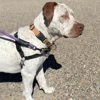 Ray, a Adoptable Pit Bull Terrier in Pagosa Springs, CO image 2/2