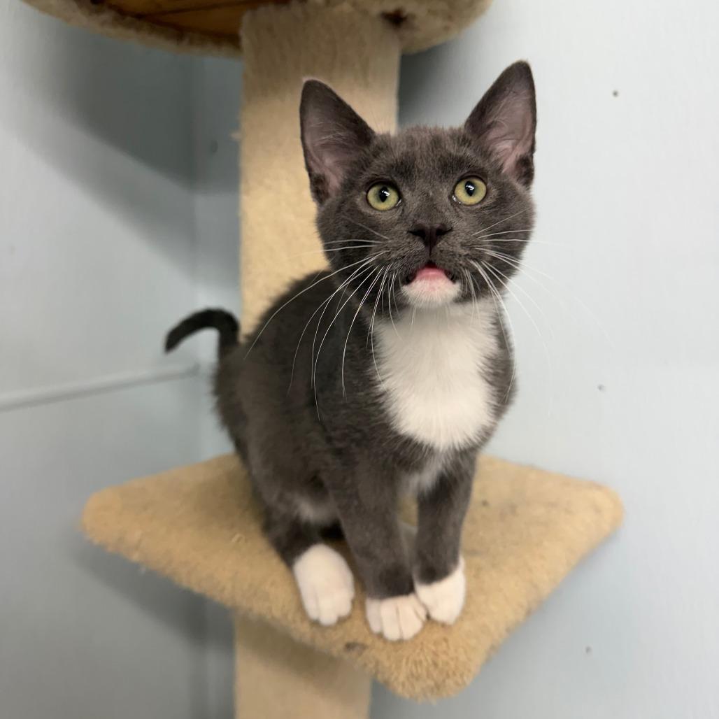 Isla, Adoptable, Kitten Female Domestic Short Hair.