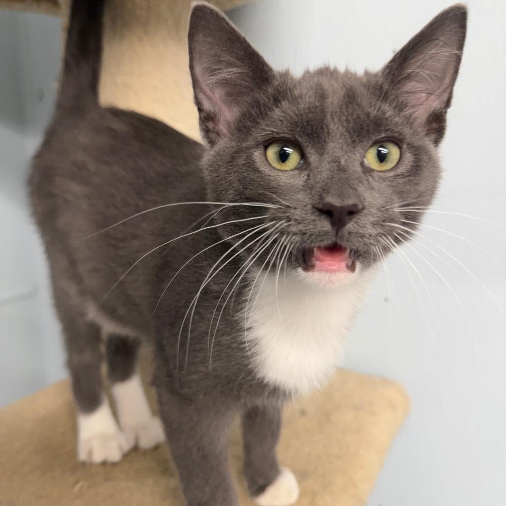 Enlarge Isla, a Adoptable Domestic Short Hair in Pontiac, IL image 2/5