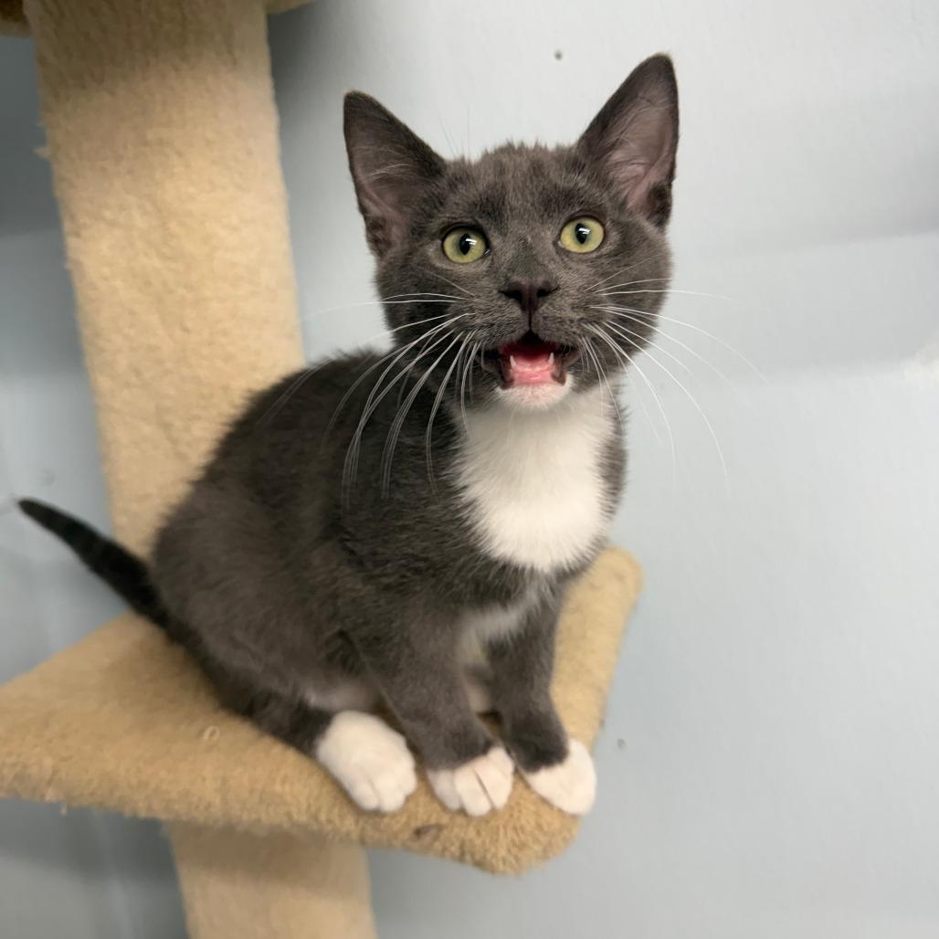 Enlarge Isla, a Adoptable Domestic Short Hair in Pontiac, IL image 3/5