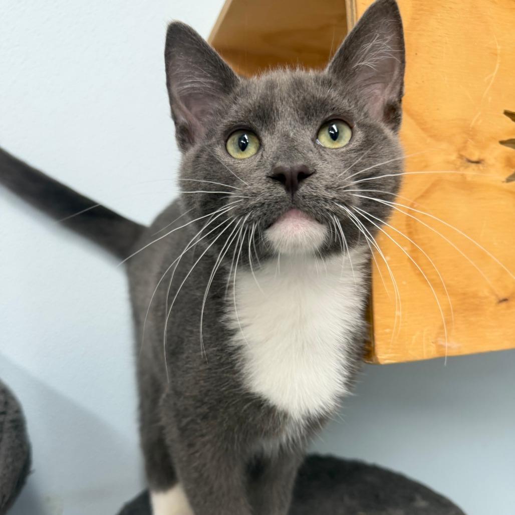 Enlarge Isla, a Adoptable Domestic Short Hair in Pontiac, IL image 4/5