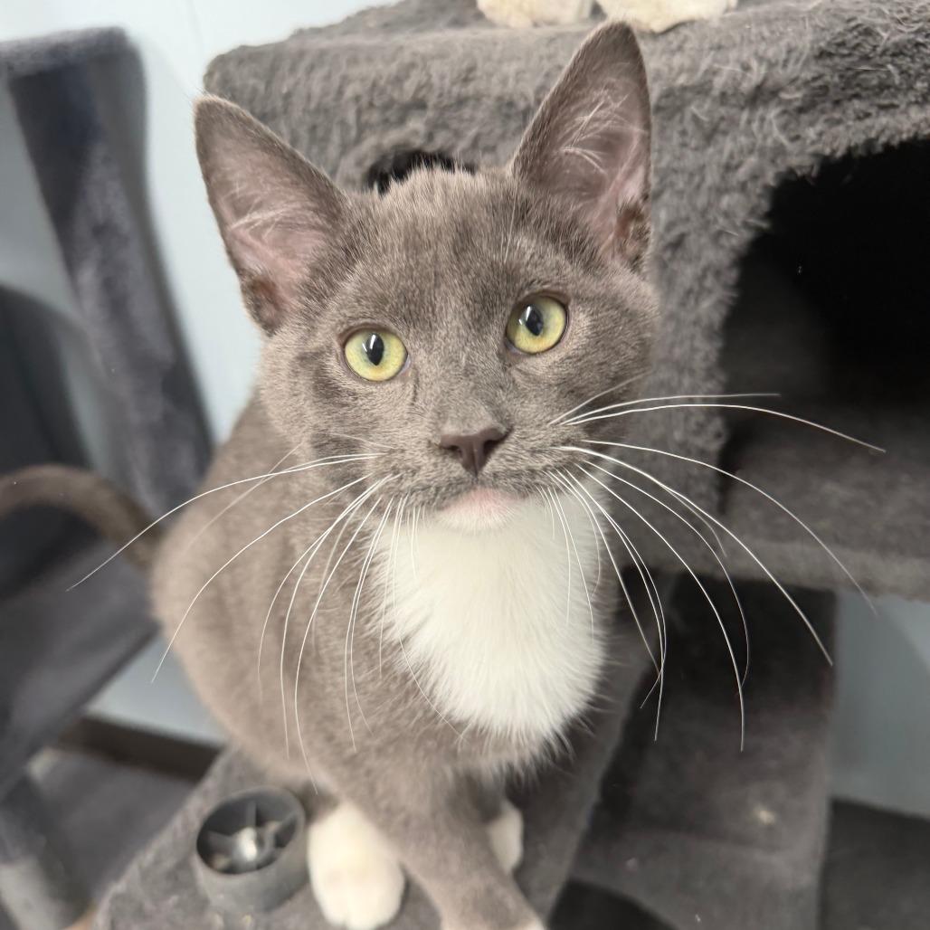 Enlarge Isla, a Adoptable Domestic Short Hair in Pontiac, IL image 5/5