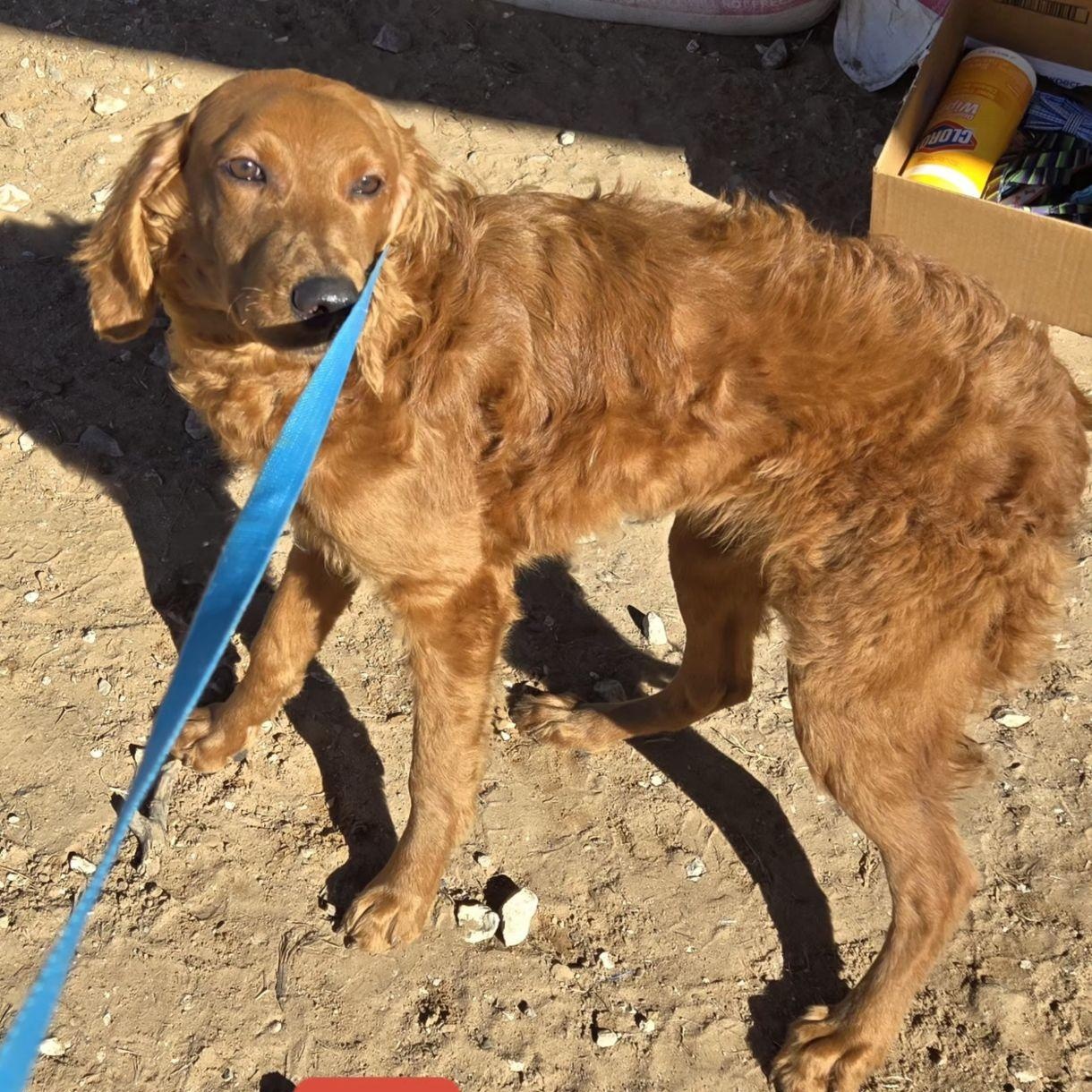 Enlarge DUBLIN   $425, an adopted mixed breed in Milwaukee, WI image 1/1