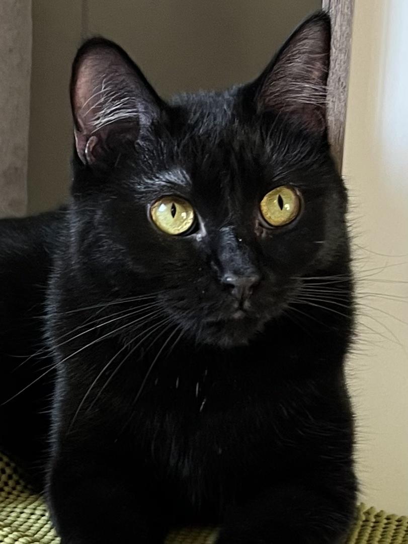 Enlarge Scuba, a ADOPTABLE Domestic Short Hair in Nanaimo, BC image 4/6
