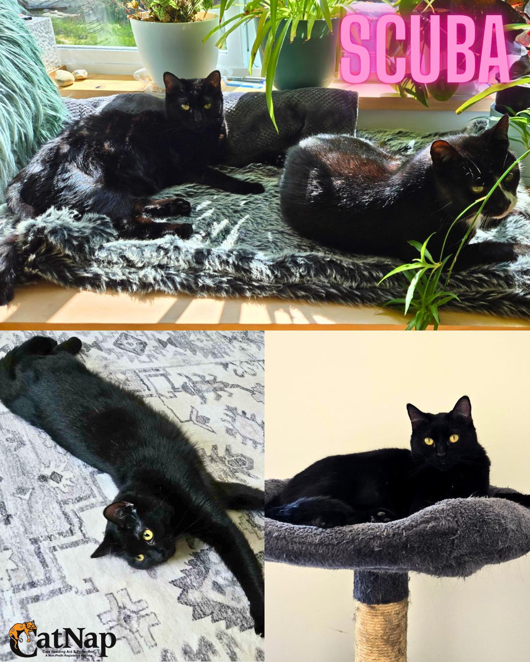 Enlarge Scuba, a ADOPTABLE Domestic Short Hair in Nanaimo, BC image 1/6