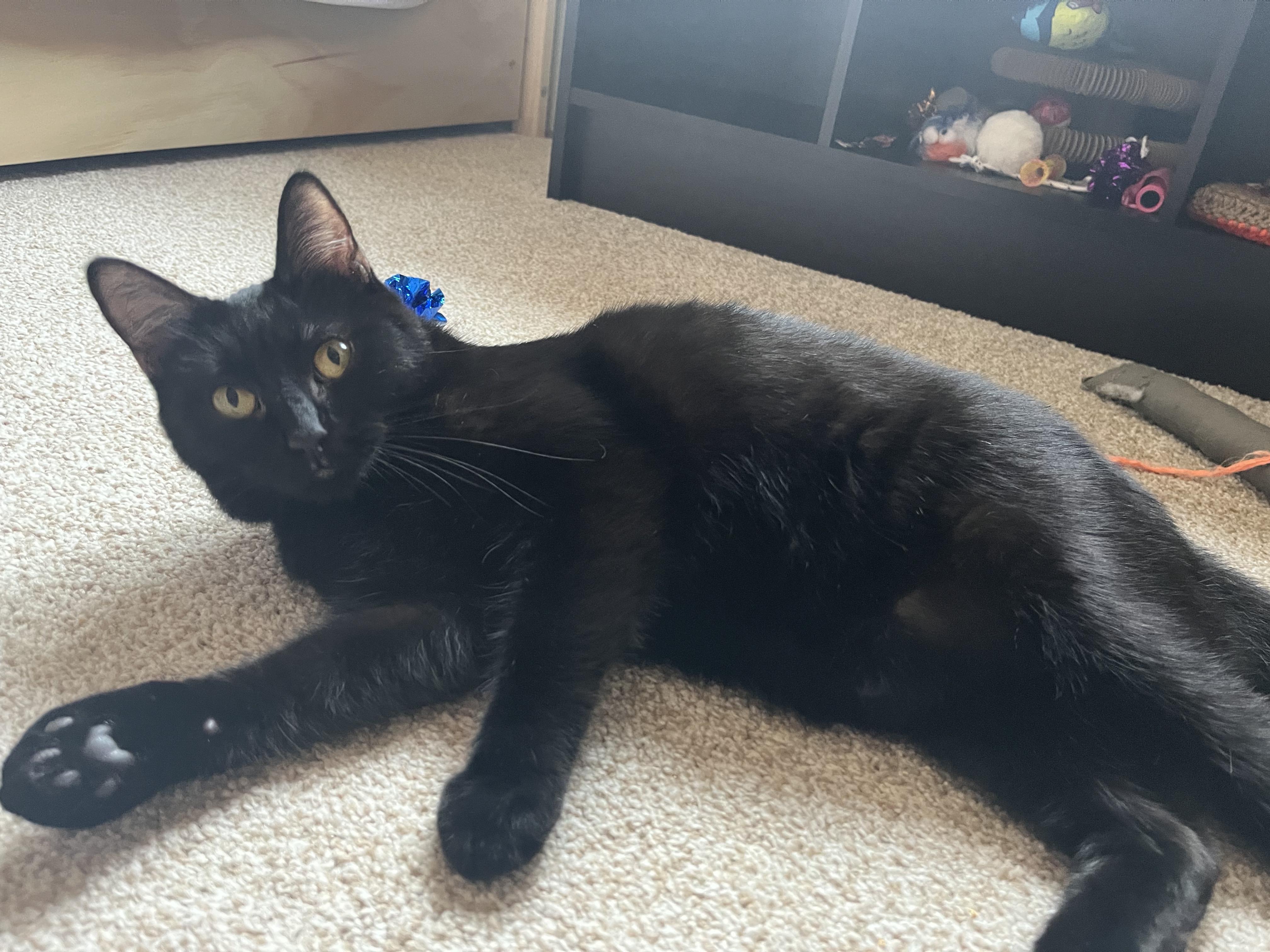 Enlarge Scuba, a ADOPTABLE Domestic Short Hair in Nanaimo, BC image 6/6