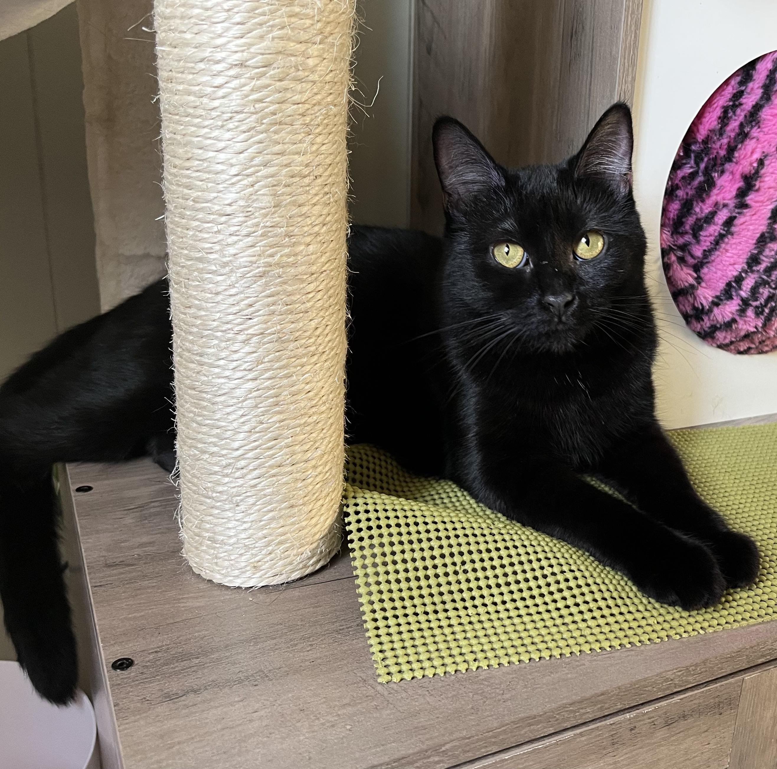 Enlarge Scuba, a ADOPTABLE Domestic Short Hair in Nanaimo, BC image 3/6