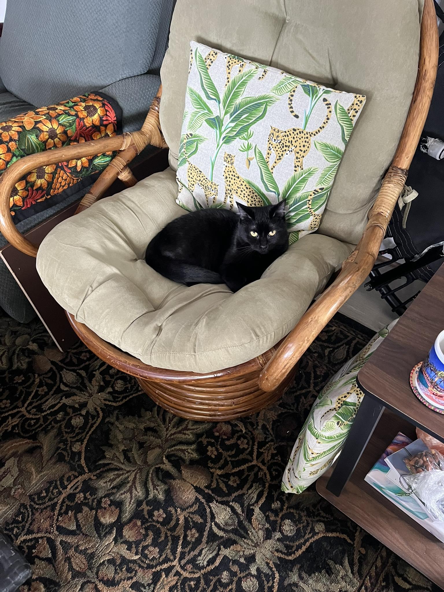 Enlarge Scuba, a ADOPTABLE Domestic Short Hair in Nanaimo, BC image 2/6