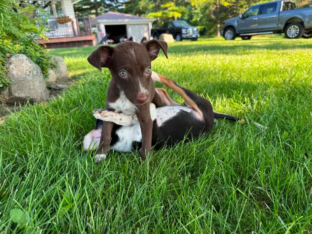 Brownie, Adoptable, Puppy Female Mixed Breed.
