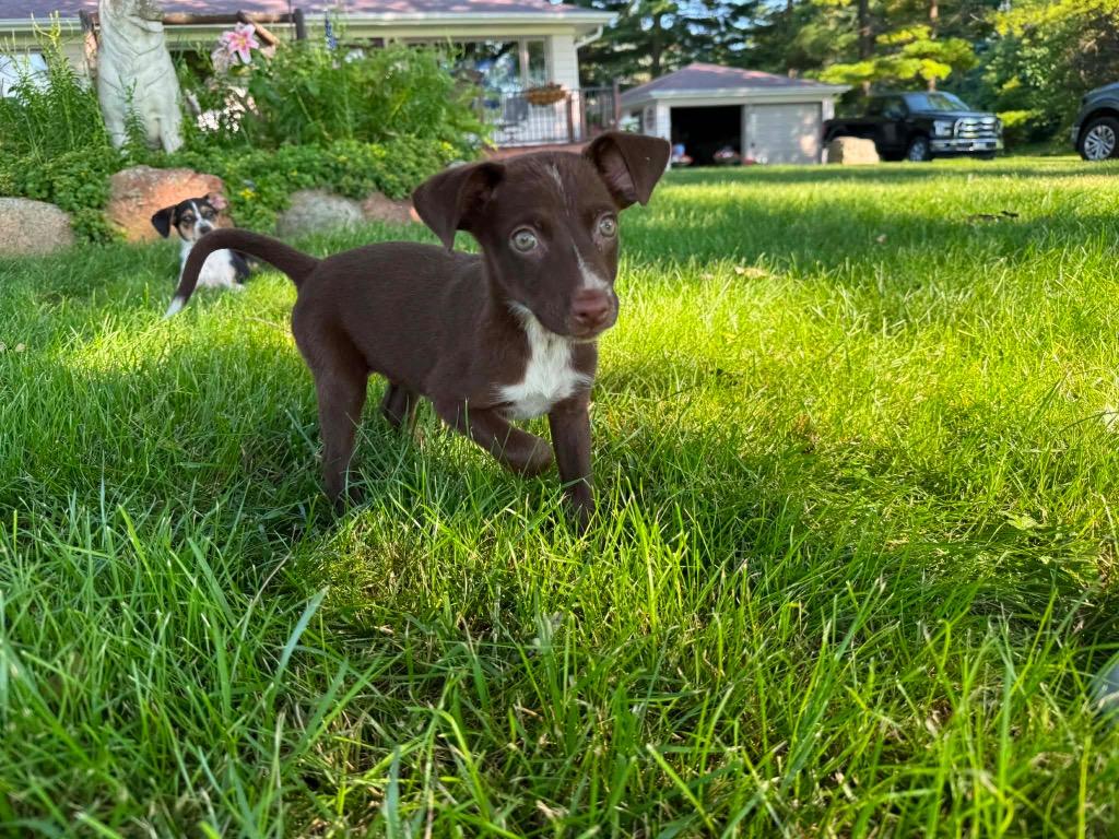 Enlarge Brownie, a Adoptable mixed breed in Bristol, WI image 2/6