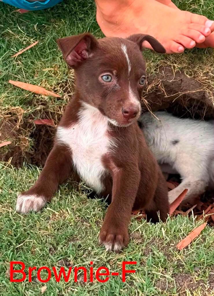 Enlarge Brownie, a Adoptable mixed breed in Bristol, WI image 3/6