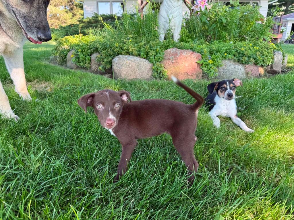 Enlarge Brownie, a Adoptable mixed breed in Bristol, WI image 4/6