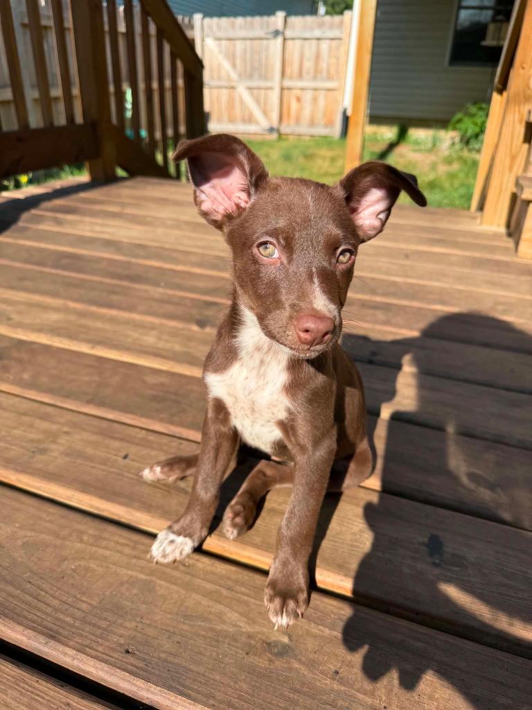 Enlarge Brownie, a Adoptable mixed breed in Bristol, WI image 5/6