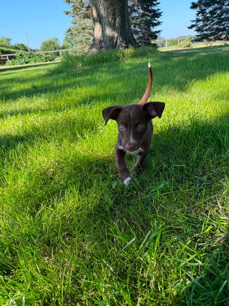 Enlarge Brownie, a Adoptable mixed breed in Bristol, WI image 6/6